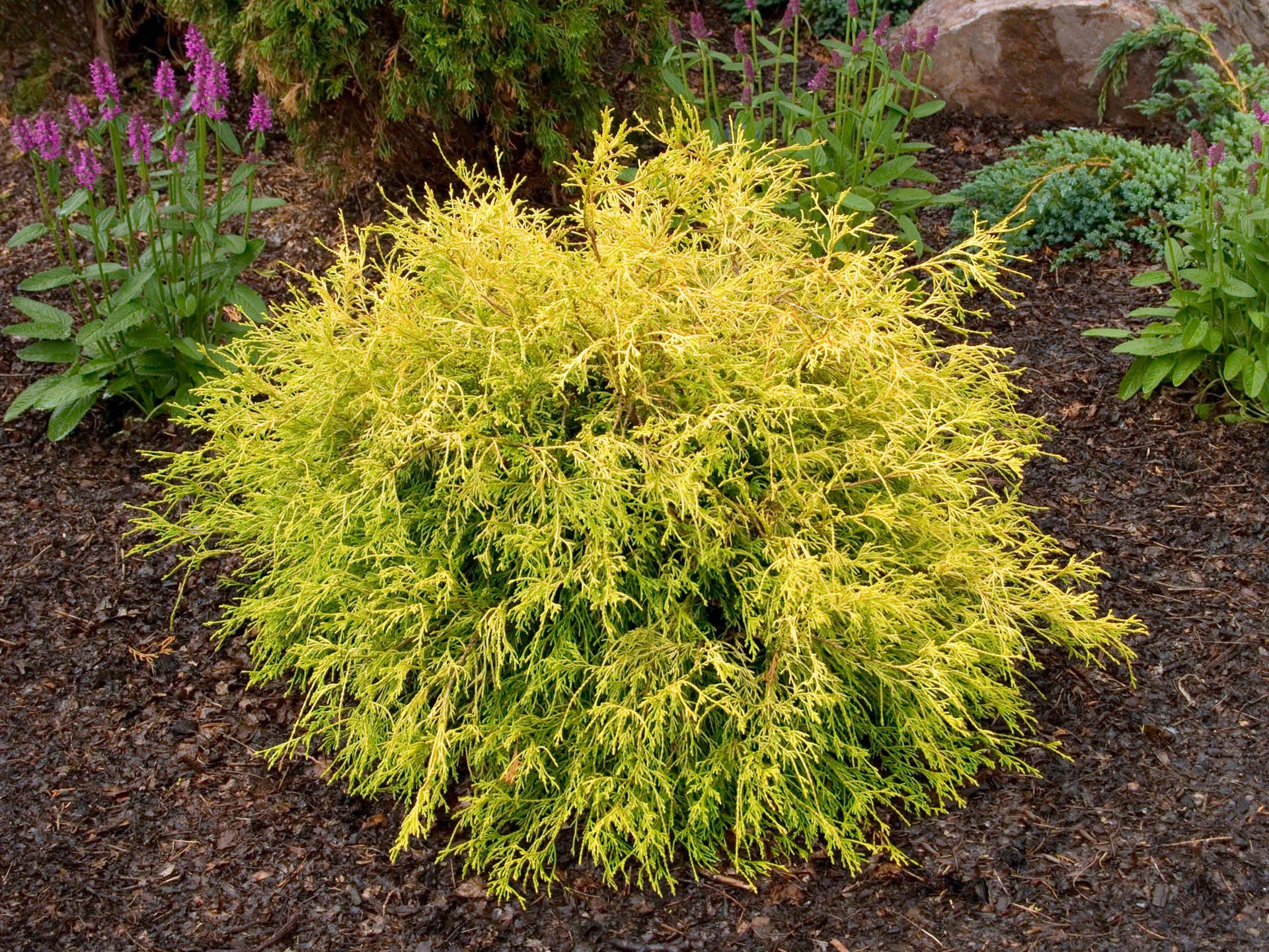 False Cypress Gold Mop