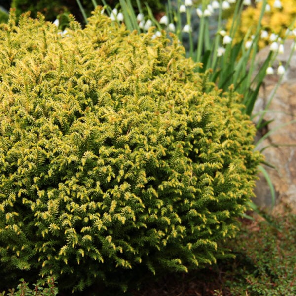 Cryptomeria japonica 'Golden Promise' Japanese Cedar