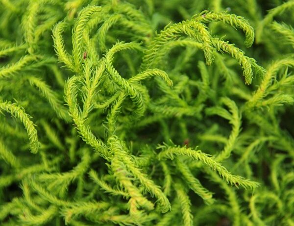 Cryptomeria japonica 'Spiraliter Falcata' Japanese Cedar