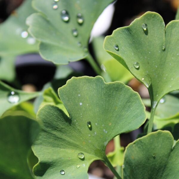 Columnar Ginkgo