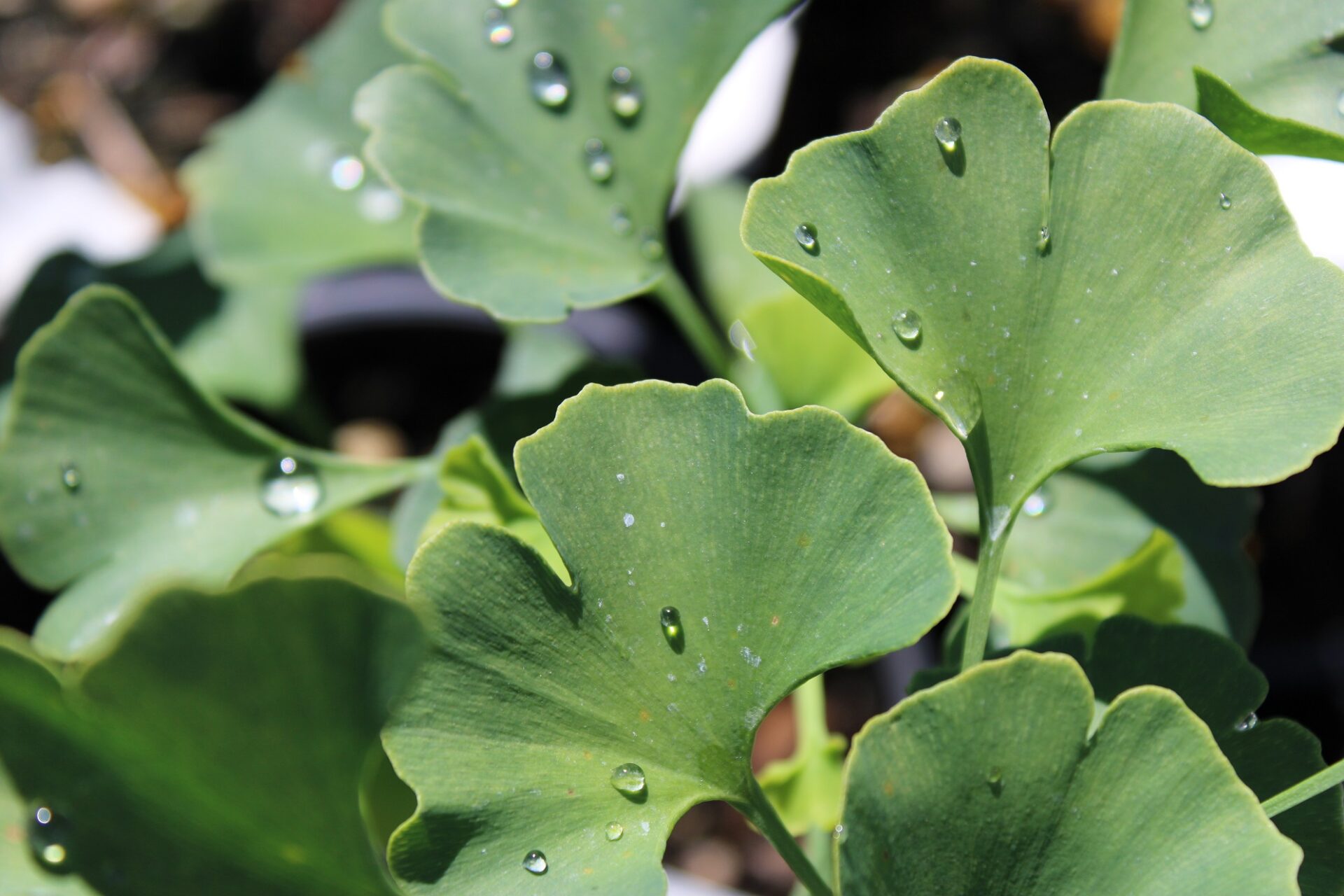 Columnar Ginkgo