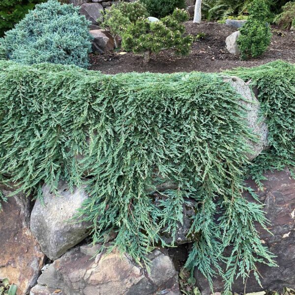 juniperus horizontalis pancake
