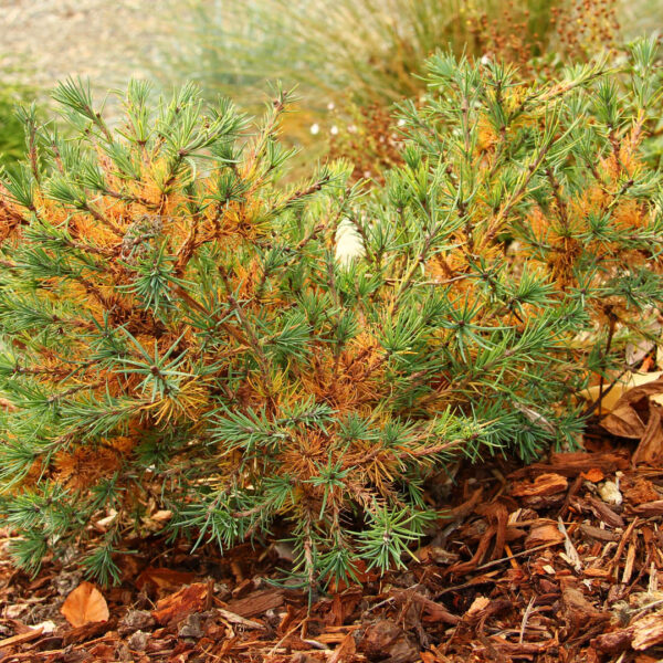 Larix laricina 'Newport Beauty'