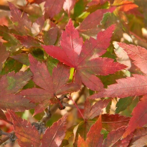 Acer palmatum 'Murakumo' Japanese Maple