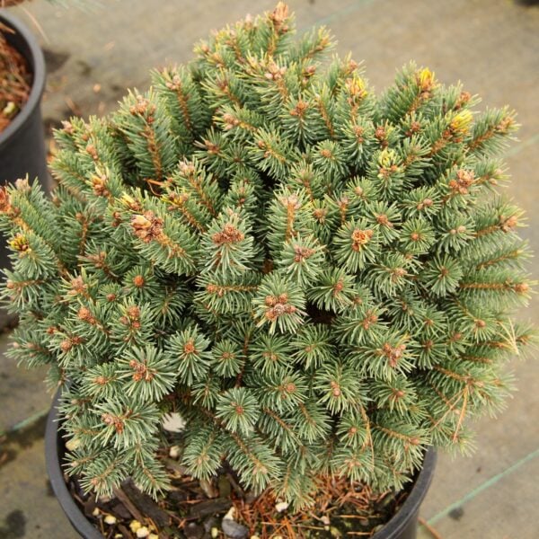 Picea glauca 'Blue Lagoon' White Spruce