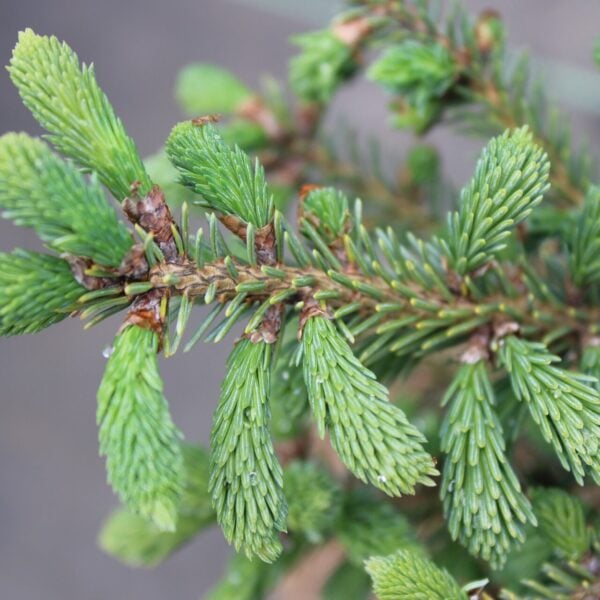Picea mariana 'Michael Heims'  Black Spruce