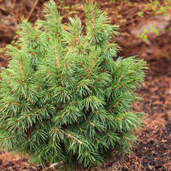 Picea smithiana 'Ballarat' Himalayan Spruce