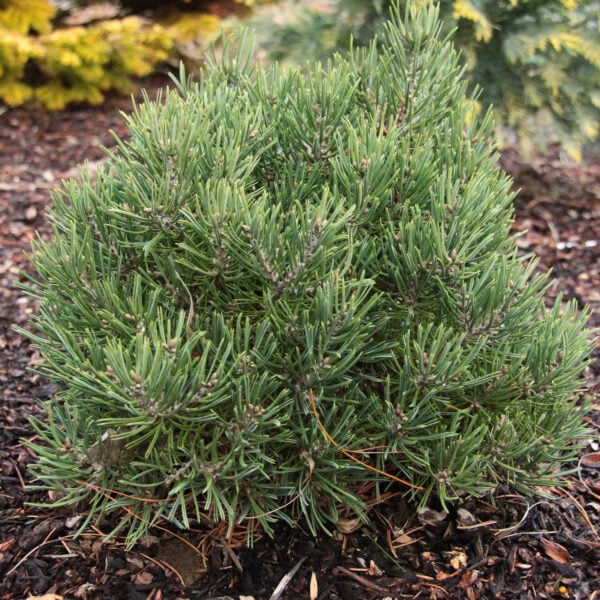 Pinus edulis 'Fancy Nancy' Two-Needle Pinyon