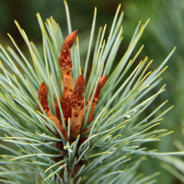 Pinus flexilis 'Cesarini Blue' Limber Pine