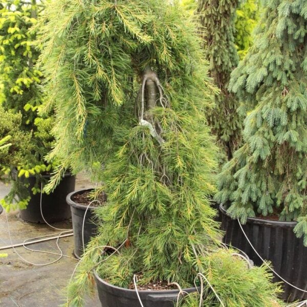 Pinus strobus 'Blue Maltese' Eastern White Pine