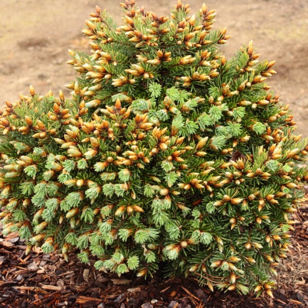 Pseudotsuga menziesii 'Stormy' Douglas Fir