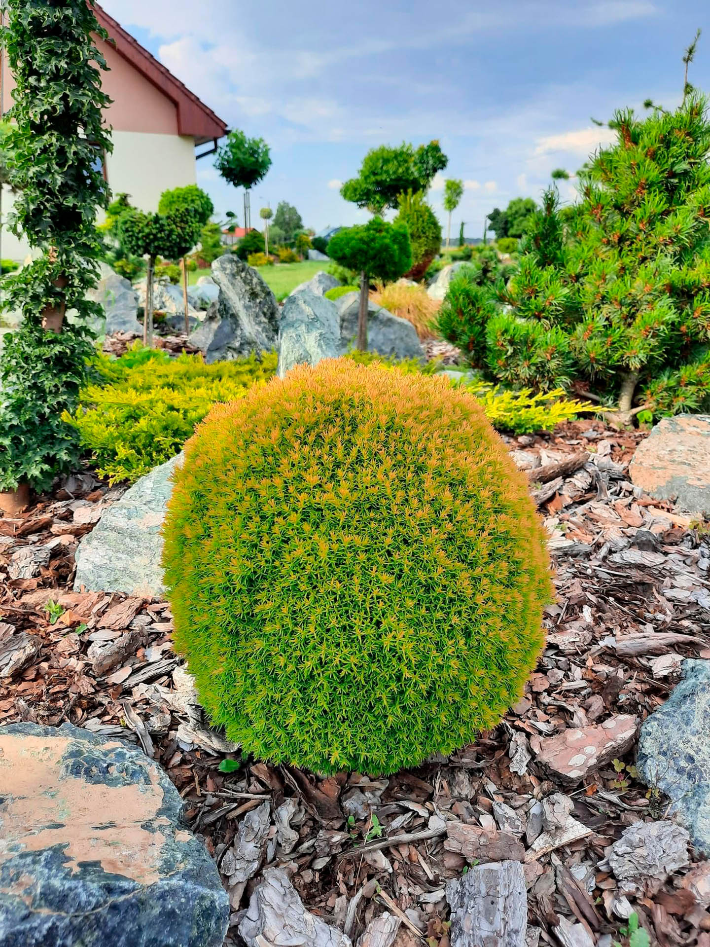 Buy Thuja occidentalis &lsquo;Anniek&rsquo; (Sienna Sunset™) PP22813 Anniek