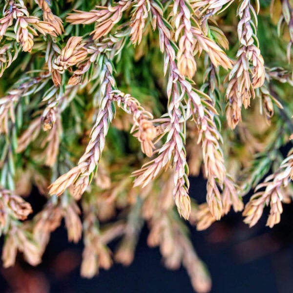 Thuja occidentalis 'Golden Tuffet' Arborvitae