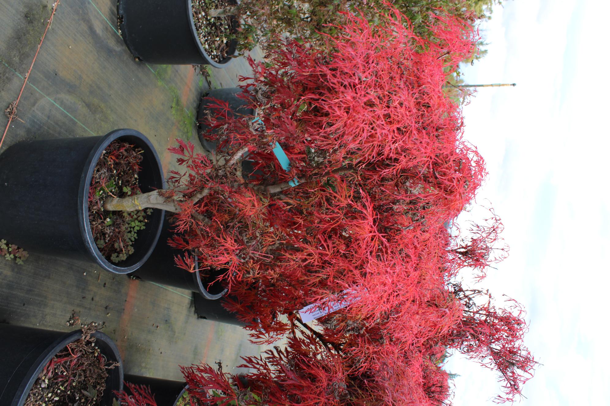 Buy Acer japonicum 'Gossamer' Full Moon Maple Conifer Kingdom