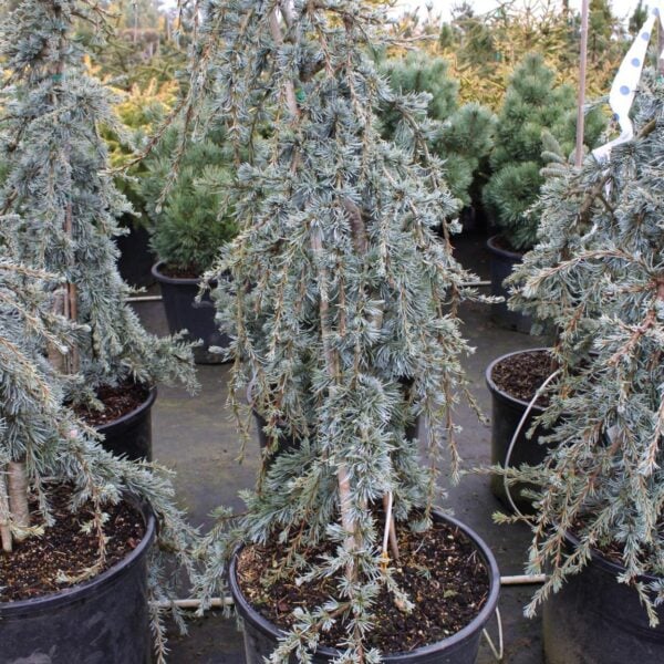 Cedrus libani 'Blue Fountain' Cedar of Lebanon