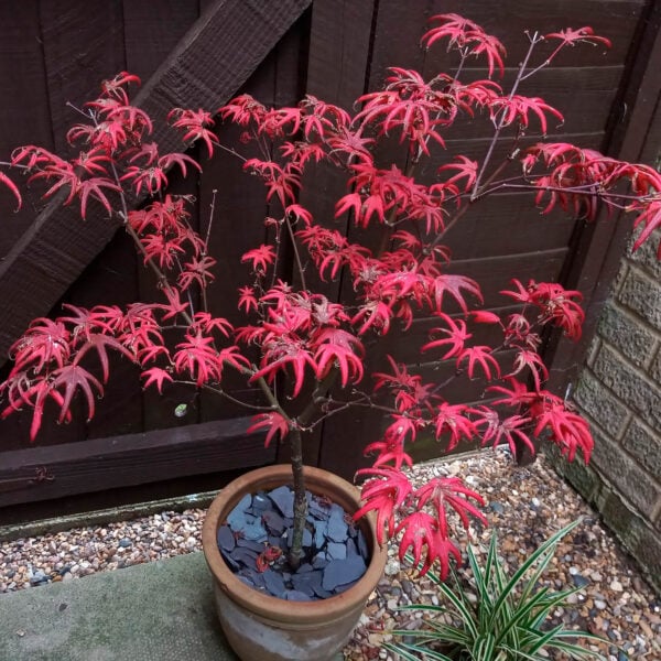 Acer palmatum 'Peve Starfish' Japanese Maple