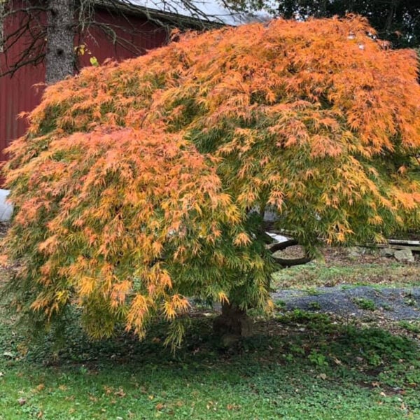 Acer palmatum 'Viridis' Japanese Maple