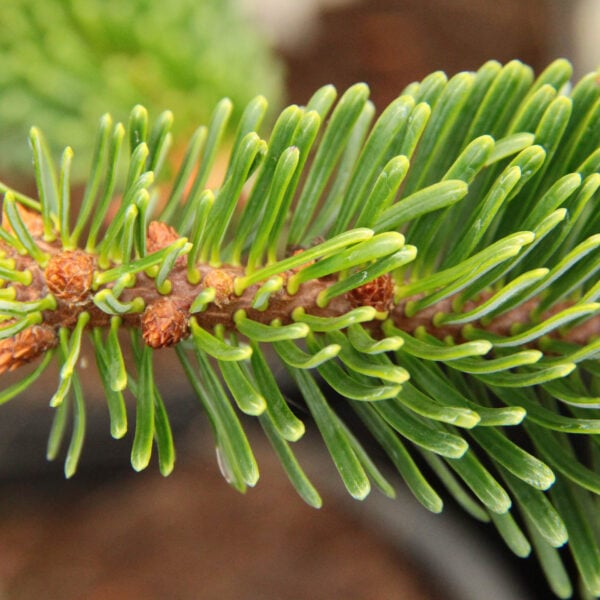 Abies cilicica 'Ukhach' Ukhach Cilician Fir