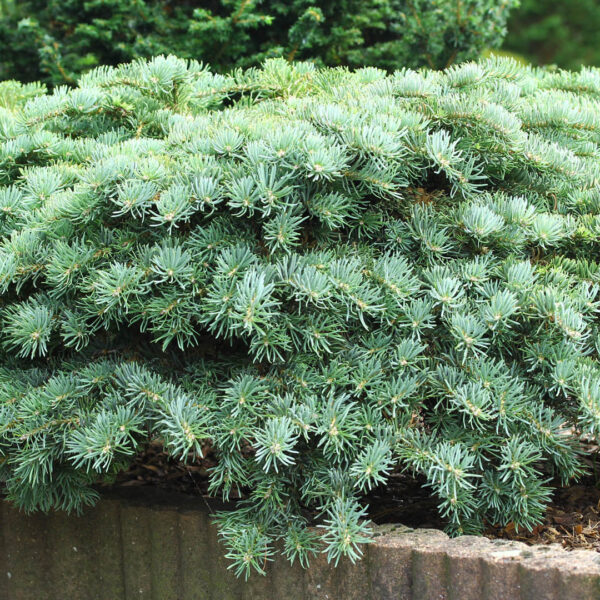 Abies concolor 'Ostrov nad Ohri' White Fir