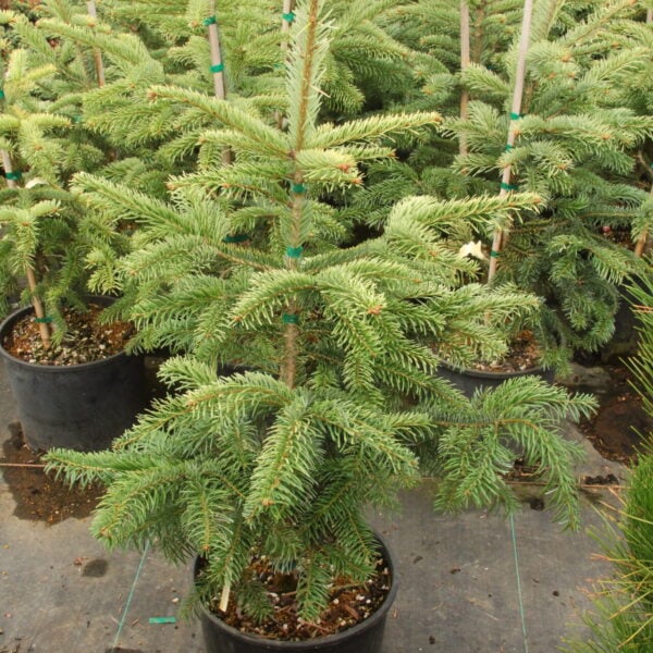 Abies nordmanniana 'Silver Del' Nordmann Fir