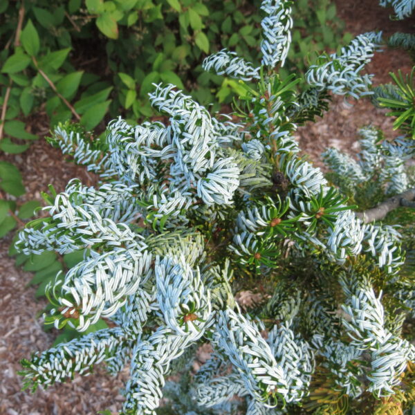 Abies sachalinensis 'Gedreht' Sakhalin Fir