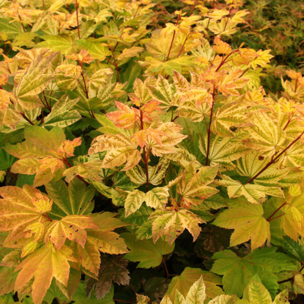 Acer circinatum 'Sunny Sister' Vine Maple