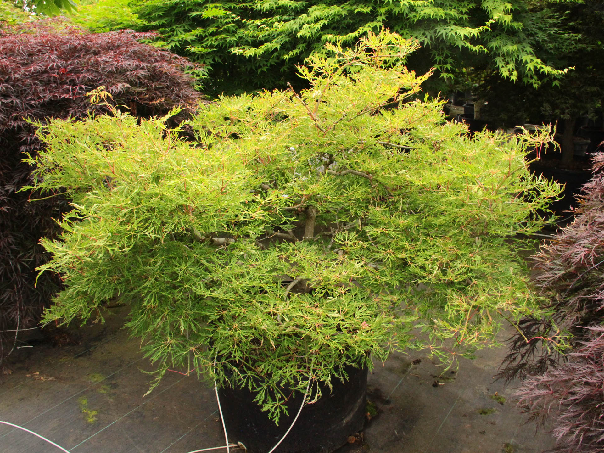 Buy Acer japonicum 'Fairy Lights' Specimen 1929 Conifer Kingdom