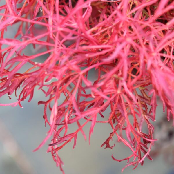 Gossamer Full Moon Maple