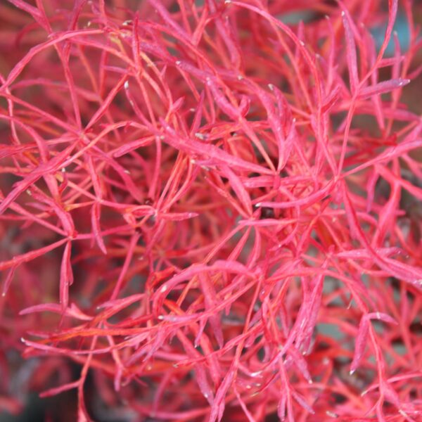 Acer japonicum 'Gossamer'