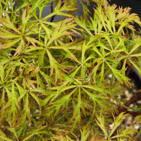 Gossamer Full Moon Maple