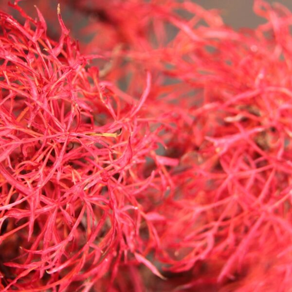 Acer japonicum 'Gossamer'