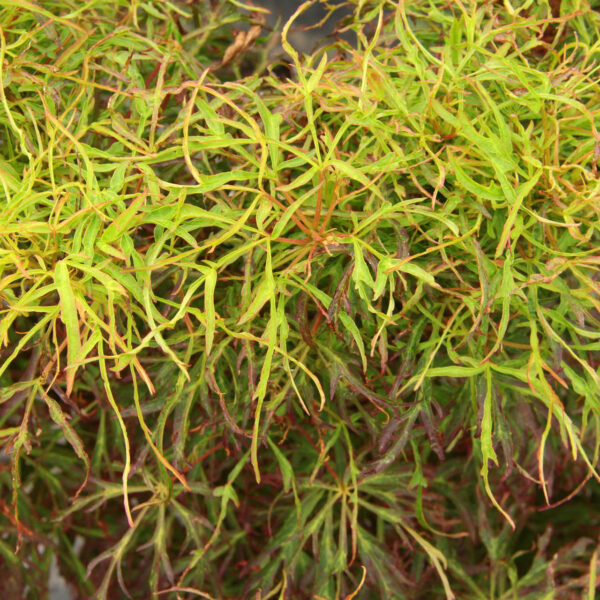 Acer japonicum 'Gossamer'