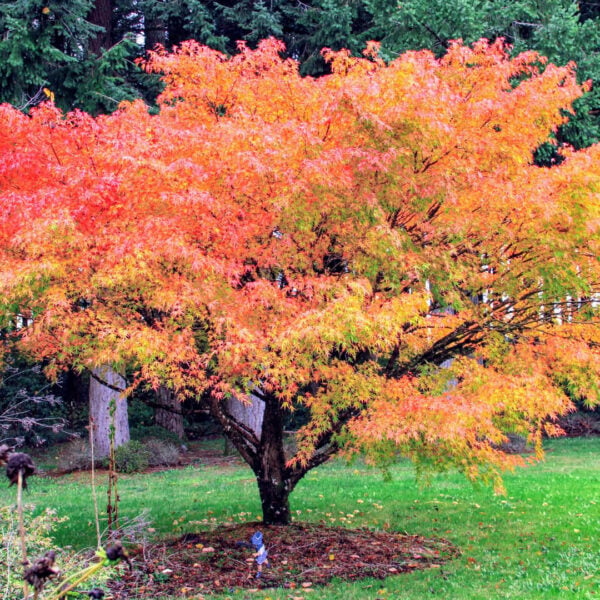 Acer palmatum 'Arakawa' Japanese Maple
