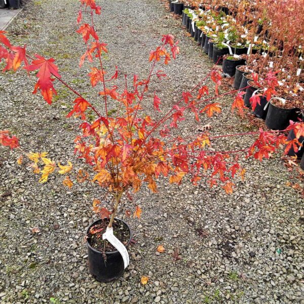 Acer palmatum 'Baton Rouge' Japanese Maple