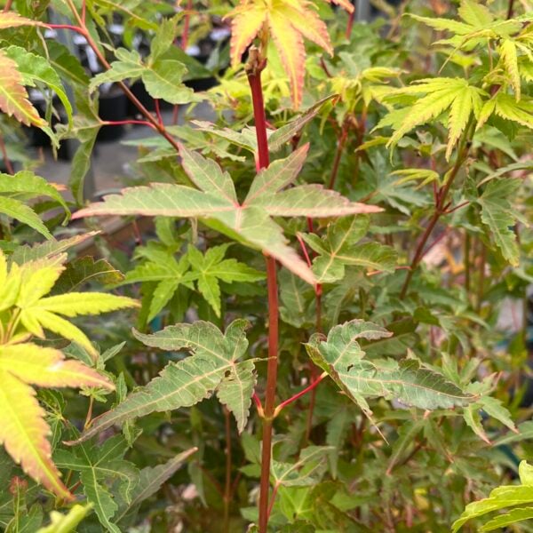 Acer palmatum 'Baton Rouge' Japanese Maple