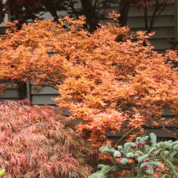 Acer palmatum 'Beni hime' Japanese Maple