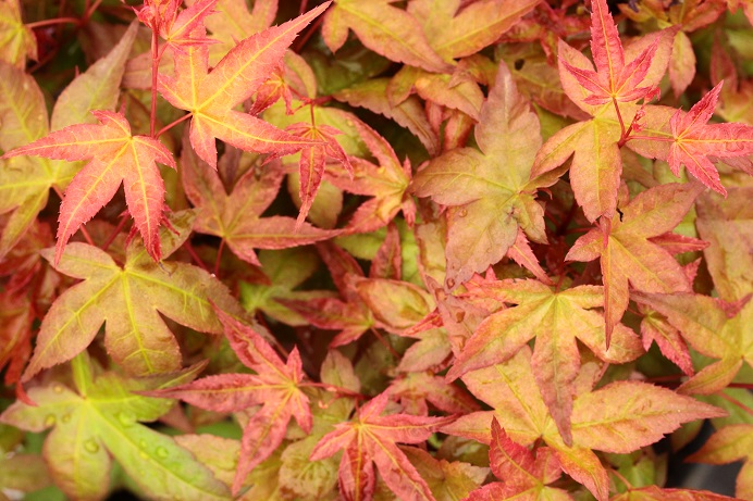 Acer-palmatum-Beni-hime