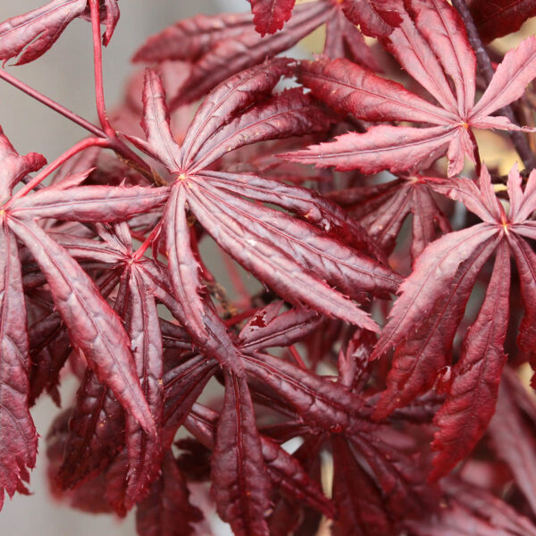 Acer palmatum 'Ebony' Japanese Maple