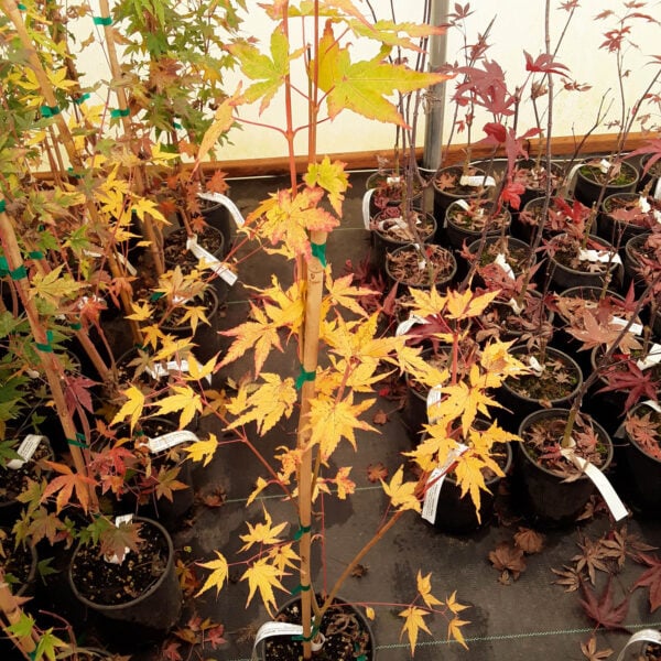 Acer palmatum 'Gold Digger' Japanese Maple