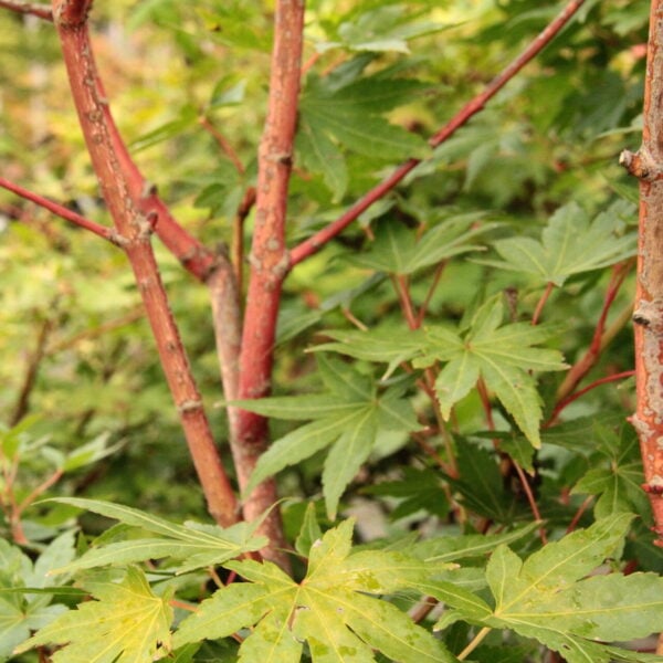 Acer palmatum 'Gold Digger' Japanese Maple