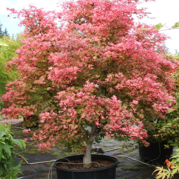 Acer palmatum 'Gwen's Rose Delight' ('Shirazz') Specimen 1797