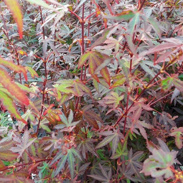 Acer palmatum 'Kandy Kitchen' Japanese Maple
