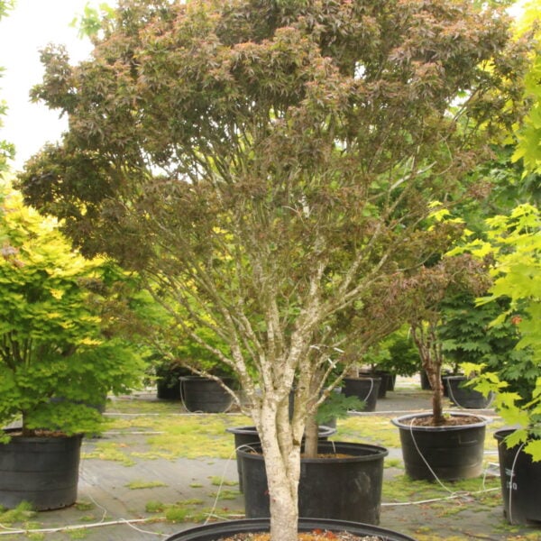 Acer palmatum 'Kurenai jishi' Specimen 1941