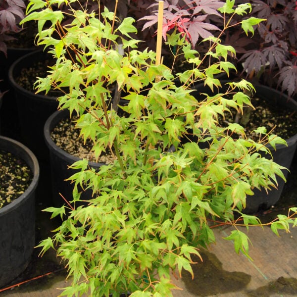 Acer palmatum 'Mitsuba yama' Japanese Maple