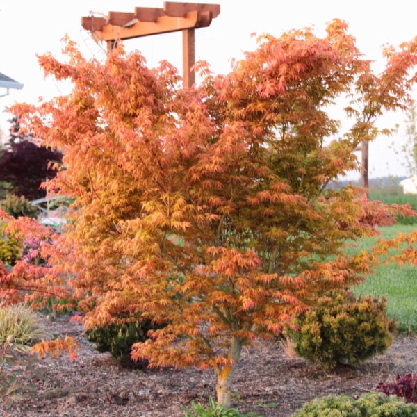 Acer palmatum 'Orange Marmalade' Japanese Maple