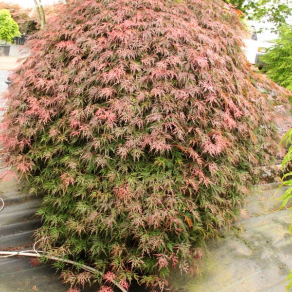 orangeola Japanese maple