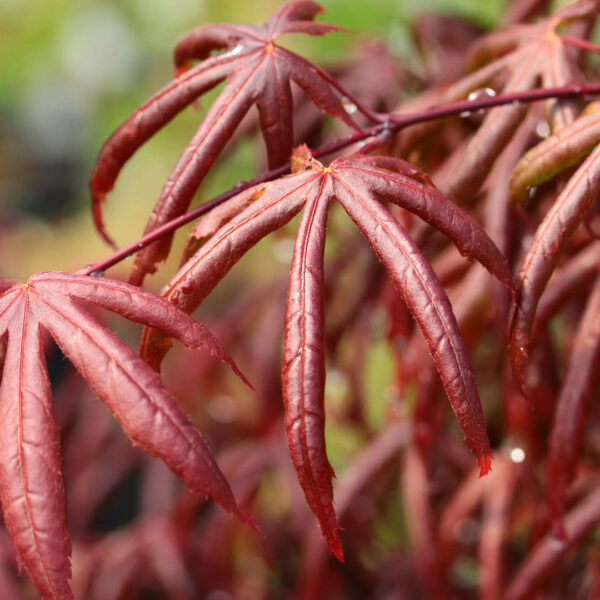 Acer palmatum 'Peve Starfish' Japanese Maple