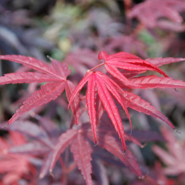 pixie japanese maple