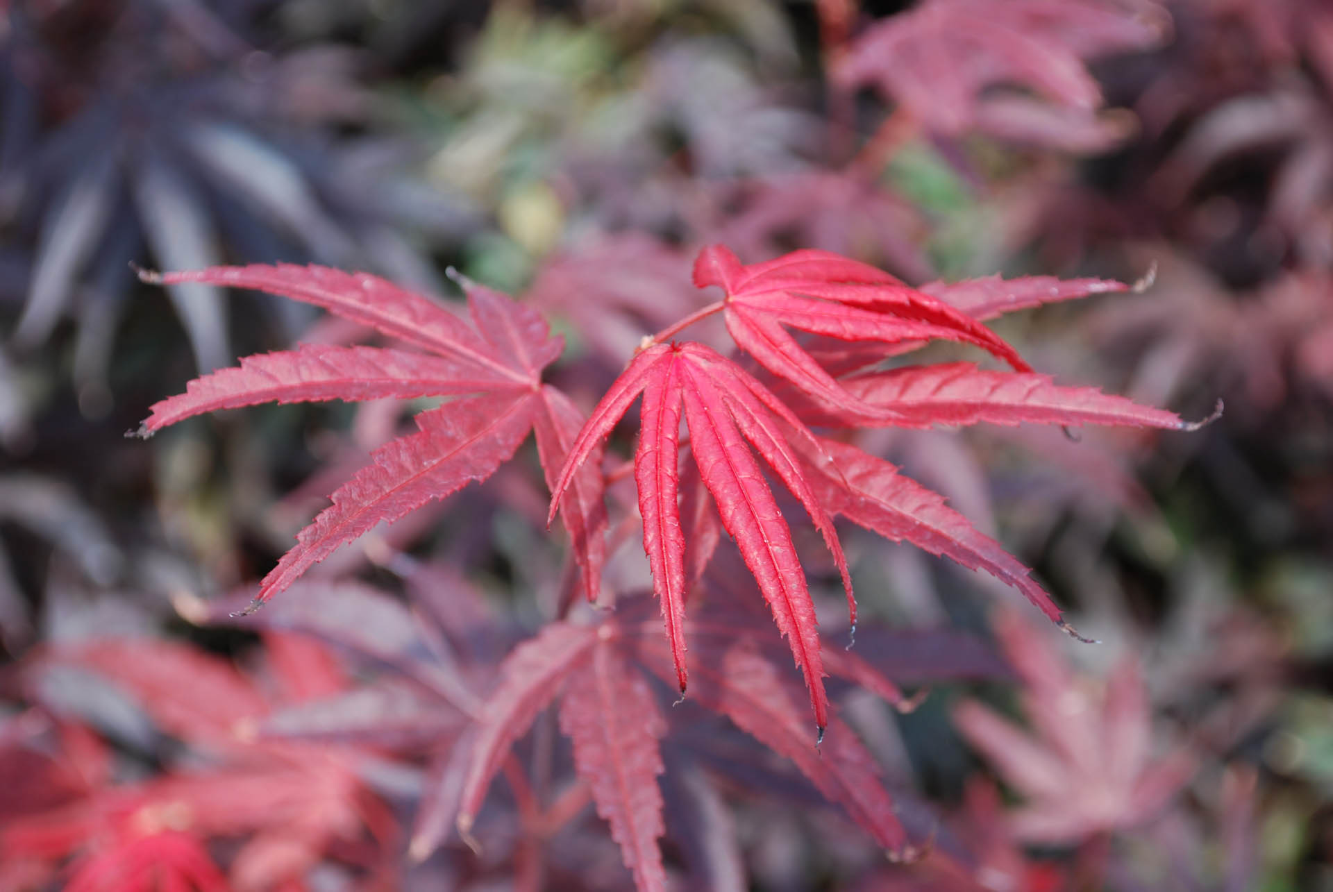 pixie japanese maple