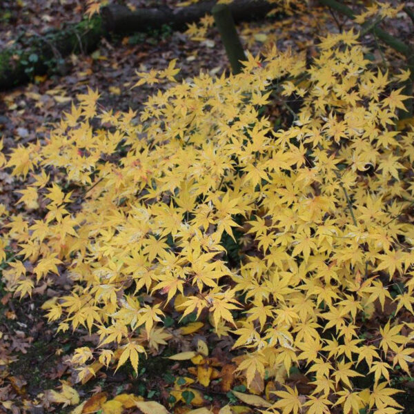 Acer palmatum 'Rokugatsu en nishiki' Japanese Maple